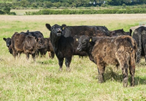 Domestic Cattle, Galloway cows and calves, herd standing in pasture, Bride, Isle of Man, August