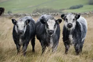 Youngstock Prints: Domestic Cattle, Galloway x Whitebred Shorthorn blue-grey calves