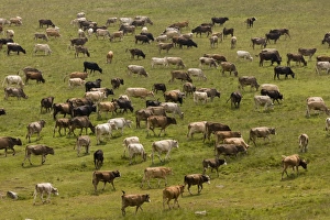 Middle East Prints: Domestic Cattle, herd, grazing on high pasture