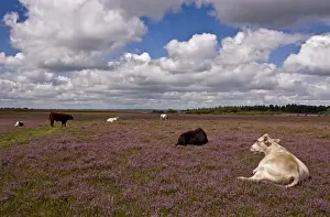 Heathland Prints: Domestic Cattle, herd grazing and resting on heathland habitat