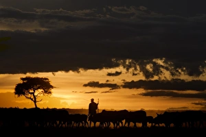 Herding Prints: Domestic Cattle, herd, being herded by Masai tribesman