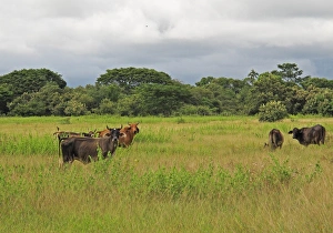 Domestic Cattle, herd standing in lush field, with Barn Swallows (Hirundo rustica erythrogaster) in flight