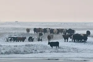 Thames Estuary Prints: Domestic Cattle, herd standing on snow covered grazing marsh