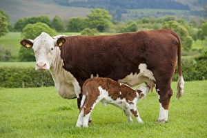 Suckles Prints: Domestic Cattle, Hereford cow with newborn calf