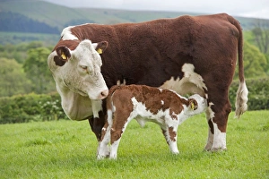 Domestic Cattle, Hereford cow with newborn calf, suckling, standing in pasture, Cumbria, England, May