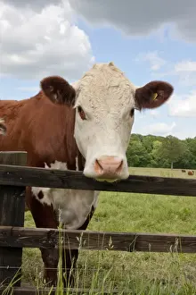 Fence Prints: Domestic Cattle, Hereford cow, standing beside fence in pasture