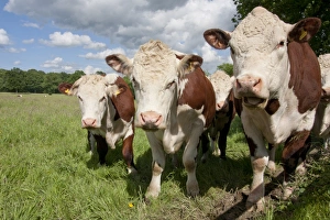 Weald Prints: Domestic Cattle, Hereford cows