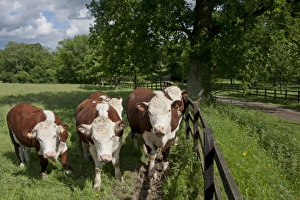 Domestic Cattle, Hereford cows, herd standing beside fence in pasture, Dunsfold Rhys, High Street Green, Chiddingfold