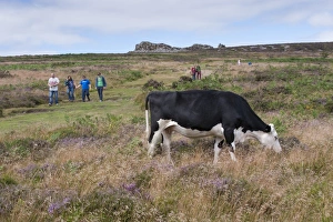 Crossbreed Prints: Domestic Cattle, Hereford cross cow