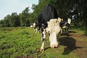 Grazer Prints: Domestic Cattle, Hereford x Holstein Friesian crossbreed