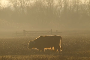 Yare Prints: Domestic Cattle, Highland bull