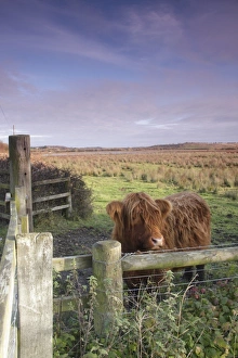 Fence Prints: Domestic Cattle, Highland calf