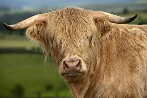 Domestic Cattle, Highland Cattle, yearling steer, close-up of head, in upland pasture, England, july