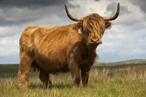Domestic Cattle, Highland Cattle, cow, standing on moorland, England, july