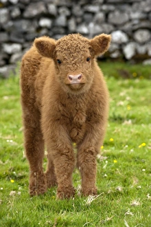 Domestic Cattle, Highland Cattle, calf, standing on moorland beside drystone wall, England, july