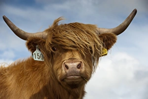 Domestic Cattle, Highland Cattle, cow, close-up of head, on moorland, England, july