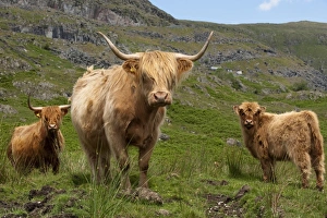 Domestic Cattle, Highland Cattle, cows and calf, standing on fell, Lake District, Cumbria, England, july