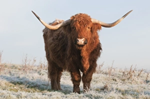 Domestic Cattle, Highland Cattle, cow, standing on frost covered grazing marsh at dawn, Oare Marshes Nature Reserve