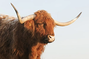 Domestic Cattle, Highland Cattle, cow, close-up of head, on grazing marsh, Oare Marshes Nature Reserve