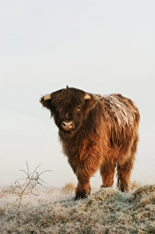 Domestic Cattle, Highland Cattle, calf, standing on frost covered grazing marsh at dawn, Oare Marshes Nature Reserve