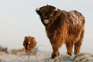 Domestic Cattle, Highland Cattle, calf and cow, standing on frost covered grazing marsh at dawn
