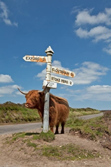 Trending: Domestic Cattle, Highland Cattle