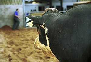 Friesian Prints: Domestic Cattle, Holstein bull