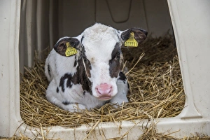 Straw Prints: Domestic Cattle, Holstein, calf