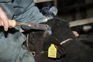 Domestic Cattle, Holstein, calf, with farmer dehorning buds with iron on dairy farm, Cheshire, England, February