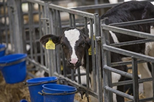 Indoor Prints: Domestic Cattle, Holstein calf