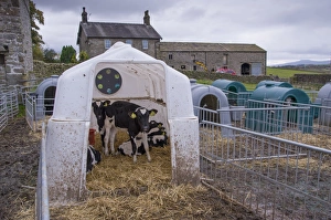 Housed Prints: Domestic Cattle, Holstein calves