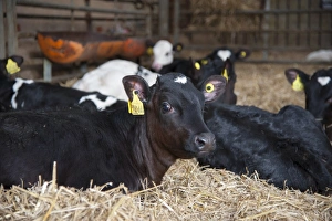Domestic Cattle, Holstein calves, resting in straw yard, Mold, Flintshire, North Wales, December