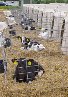Straw Prints: Domestic Cattle, Holstein calves resting on straw bedding in calf hutches