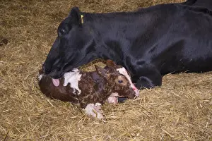 Licks Prints: Domestic Cattle, Holstein cow licking newly born Red Holstein bull calf
