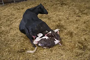 Straw Prints: Domestic Cattle, Holstein cow with newly born Red Holstein bull calf