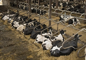 Domestic Cattle, Holstein cows, herd resting in cubicle house on farm, Preston, Lancashire, England, July