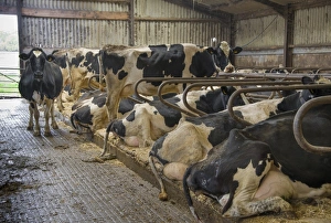 Housed Prints: Domestic Cattle, Holstein cows