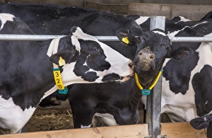 Collar Prints: Domestic Cattle, Holstein cows