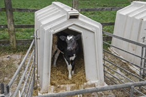 Domestic Cattle, Holstein dairy calf, standing in calf hutch, Cheshire, England, January