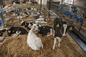 Domestic Cattle, Holstein dairy calves, on straw bedding in pens, Cheshire, England, August