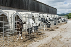 Friesian Prints: Domestic Cattle, Holstein dairy calves