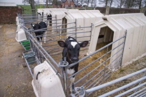Domestic Cattle, Holstein dairy calves, standing in calf hutches, Cheshire, England, January