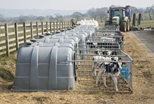Domestic Cattle, Holstein dairy calves, standing in plastic calf hutches on dairy farm, Lancashire, England, April