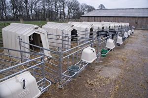 Domestic Cattle, Holstein dairy calves, standing in calf hutches, Cheshire, England, January
