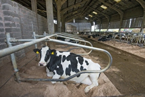 Domestic Cattle, Holstein dairy cow, laying on deep sand bedded cubicle in housing, Warwickshire, England, November