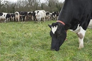 Collar Prints: Domestic Cattle, Holstein dairy cow