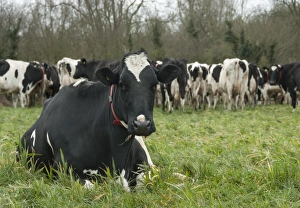 Domestic Cattle, Holstein dairy cow, wearing red collar, resting on grass near herd in pasture, Shropshire, England