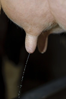 Domestic Cattle, Holstein dairy cow, close-up of udder with milk dripping from teat, Staffordshire, England, april