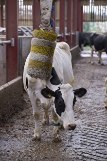 Domestic Cattle, Holstein dairy cow, using cow brush in cubicle house, Mold, Flintshire, North Wales, December