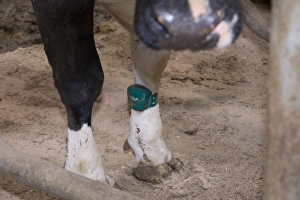 Domestic Cattle, Holstein dairy cow, wearing transponder heat detector in cubicle house, Mold, Flintshire, North Wales
